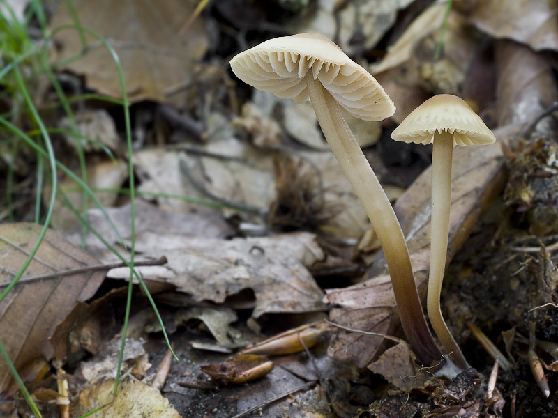 Marasmius torquescens